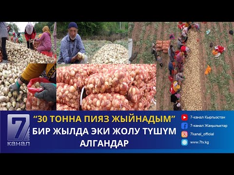 Видео: “30 ТОННА ПИЯЗ ЖЫЙНАДЫМ”- БИР ЖЫЛДА ЭКИ ЖОЛУ ТҮШҮМ АЛГАНДАР