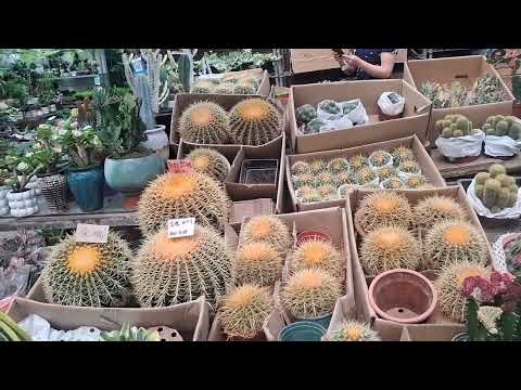 Видео: Жудда катта гул бозори