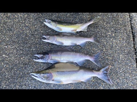 Видео: Рыбалка на горбушу в штате Вашингтон ￼