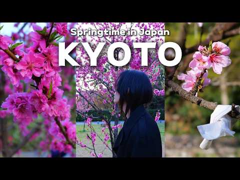 Видео: Весна в Киото | Видеоблог о путешествиях по Японии