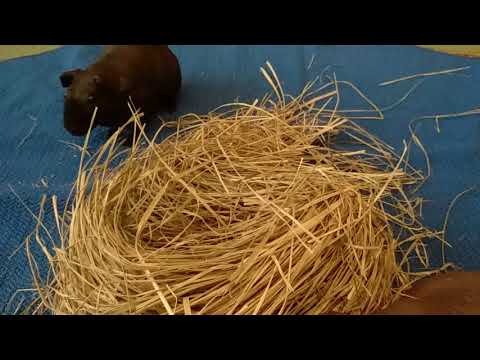 Видео: Скинни заболели грибок у морских свинок.