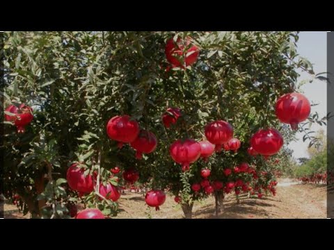 Видео: Обрезка граната, как формироват гранат.