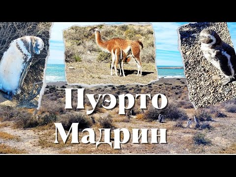Видео: Круиз | Аргентина | Пуэрто Мадрин | Заповедник Пунта Томбо  |  Магеллановы пингвины