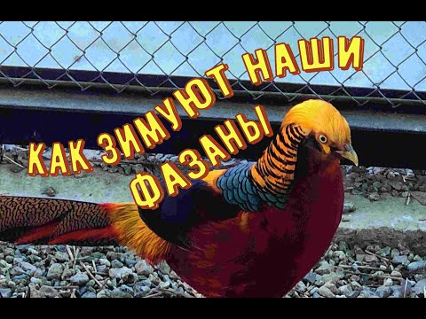Видео: Как зимуют фазаны. Домашние фазанарий.