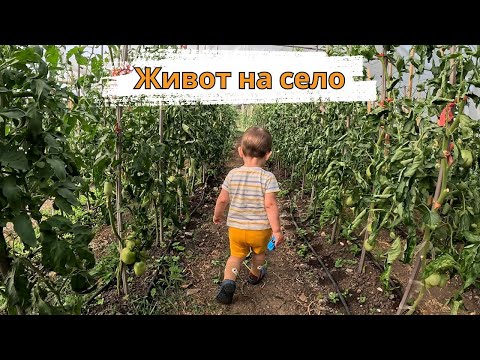Видео: ЖИВОТ НА СЕЛО: ВСИЧКО НИ Е ПЕСЕН!