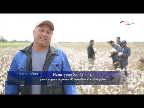 Видео: Истифодаи васеи техникаҳои пахтачинӣ дар ноҳияи Зафаробод.