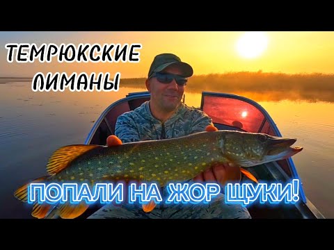 Видео: ТЕМРЮКСКИЕ ЛИМАНЫ/ЖОР ЩУКИ ОСЕНЬЮ/СЫН ПОБИЛ РЕКОРД   #рыбалка #темрюкскиелиманы #щука #трофей #отдых