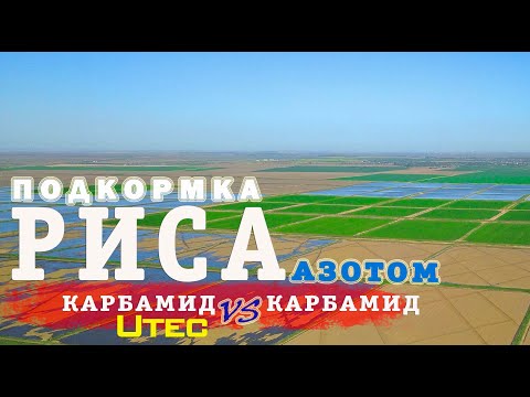 Видео: Рис. Внесение карбамида перед посевом риса.Чем подкормить рис?