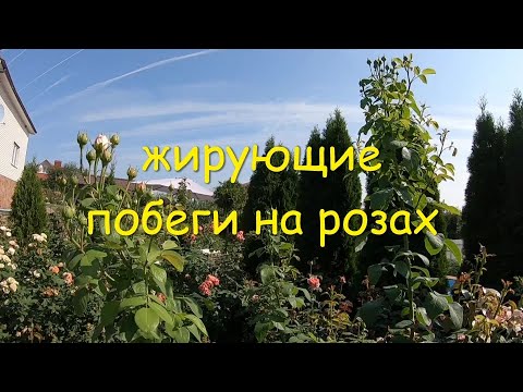 Видео: жирующие побеги - удочки на розах, немного об осенних подкормках/удобрениях.