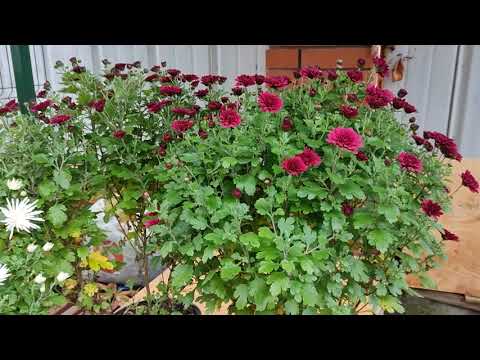 Видео: Хризантема мультифлора :"сорт Кило"28.10.2025 г.