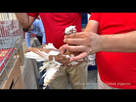 Видео: Птичий рынок г. Ташкент - ГОЛУБИ (18.09.2021) / Uzbek Pigeons