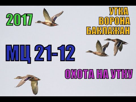 Видео: Утки, вороны, баклажаны. Охота на утку с мц 21-12 осень 2017
