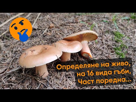 Видео: Определение дикорастущих грибов в лесу.