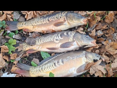 Видео: Такого кльву в листопаді я ше небачив! Короп  хотів вирвати вудку з рук! 