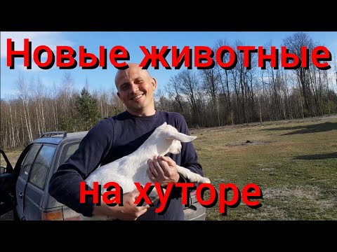 Видео: Поехали к тёще за козлятами , а могли уехать со стадом коров . Хорошо , что в машину не влезли .