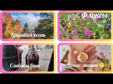 Видео: Гоним чачу😄, сливаем вино🍷, работаем на даче 🏡, чеснок - гигант 🤭, наши яблоки 🍎