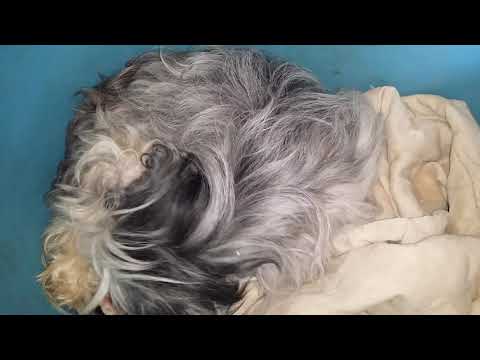 Видео: Волчья пасть-что это?