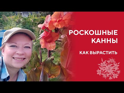 Видео: Как Вырастить Роскошные Канны | Канны посадка и уход