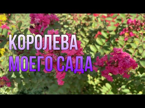 Видео: Индийская сирень или лагерстремия|черенкование #индийскаясирень #лагерстремия #garden #садмечты