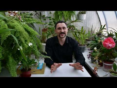 Видео: О фунгицидах. Целесообразность профилактических плановых обработок растений.