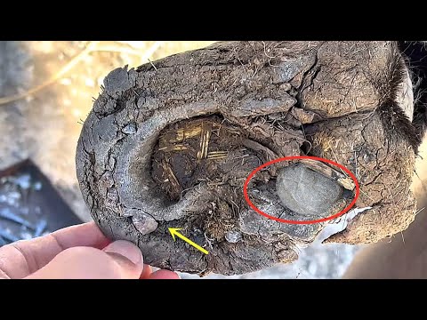 Видео: Бедный осел! Копыта набиты галькой, из-за чего ходьба хромает!