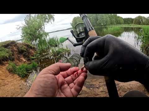 Видео: Беларусь- Чигиринское водохранилище - знакомство и любовь с первого взгляда, отчёт №315