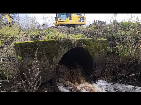 Видео: Бобровая плотина в трубе