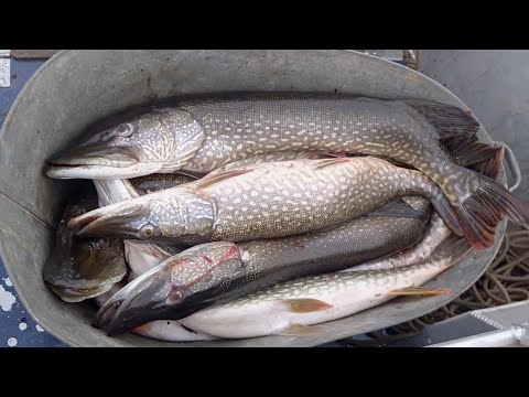 Видео: Рыбалка на северную трофейную щуки и огромных окуней. Рыбалка спиннингом на реке Печора.