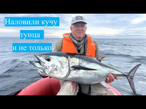 Видео: Наловили кучу тунца и не только #рыбалка #сахалин #туризм #fishing #tuna #bluefintuna