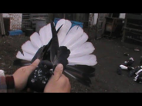 Видео: Николаевские голуби