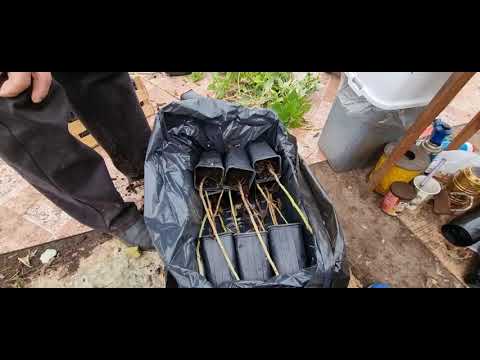 Видео: Хранение саженцев малины зимой. Саженцы «Long сane»