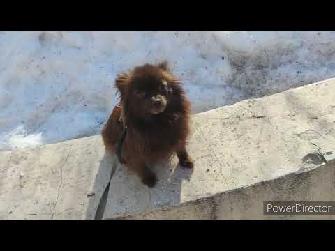 Видео: Арга беременна ждём щенков. Не много Луны.
