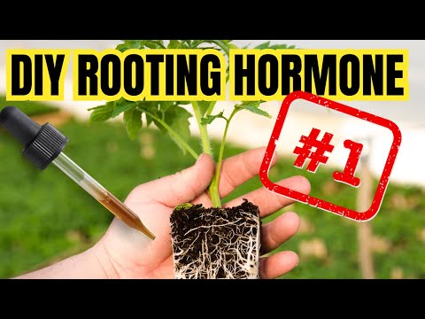 Видео: 3 САМЫХ БЫСТРЫХ ДОМАШНИХ ГОРМОНА ДЛЯ УКОРЕНЕНИЯ | Органические, эффективные и безопасные