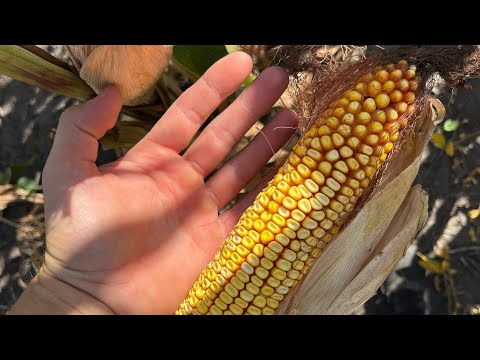 Видео: Недокукурудза може щось і покаже🤔 Соя PS0074 непогана