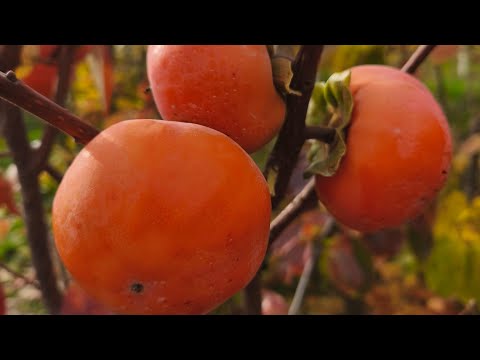 Видео: Хурма сорт Ізу