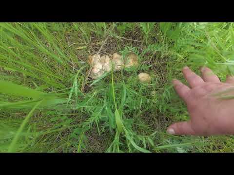 Видео: Энтолома садовая/подабрикосовик. Когда и где собирать.