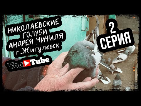 Видео: Николаевские голуби Андрея Чичиля. г. Жигулевск. тел +7 (917) 133-63-15. Серия 2