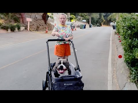 Видео: Коляска для Пифочки в деле #usa 🇺🇸