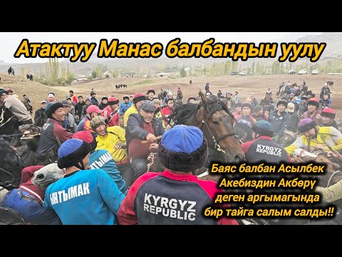 Видео: Асылбек акебиздин Акбөрү деген аргымагында Манас балбандын уулу Баяс балбан бир тайга салды 💥💥💥
