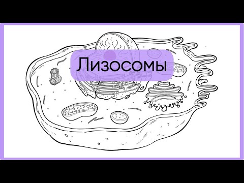 Видео: Лизосомы за 5 минут