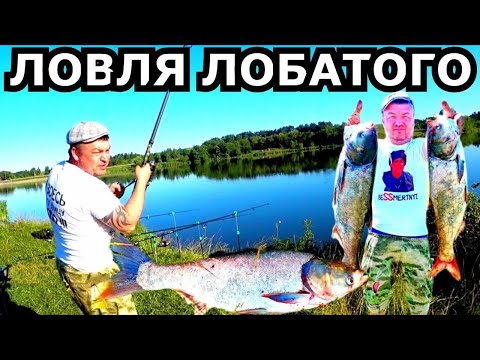 Видео: ЛОВЛЯ ТОЛСТОЛОБИКА В ОРЛОВСКОЙ ОБЛАСТИ