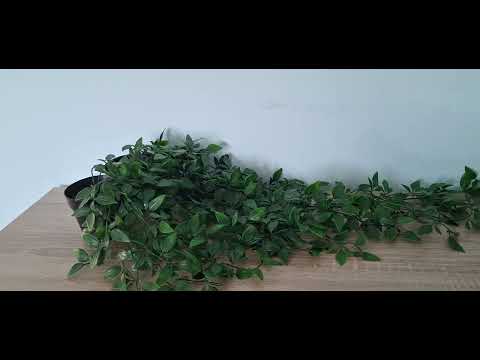 Видео: ХД (1840) ХАЙДЕ НА ПОКРИВА І пастор Митко ДИМИТРОВ І МДМ