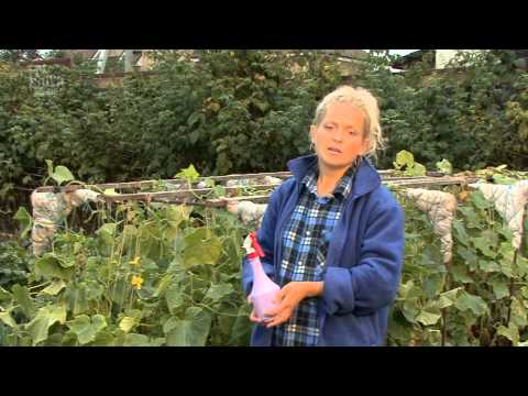 Видео: Все о выращивании огурцов. Уход за посеянными огурцами.Часть 5