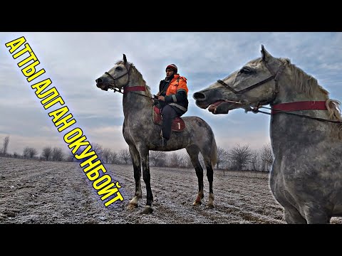 Видео: Сөзгө Турган ЭРКЕГИ Алды ТАЛАШ Болуп Кетти АТКА Сөз Жок