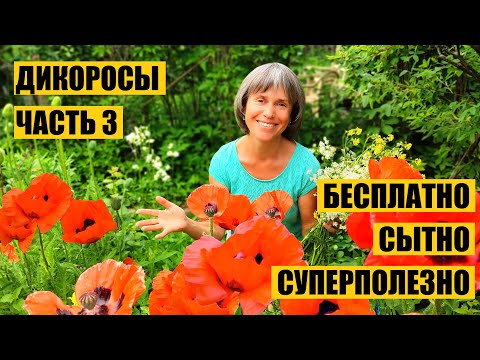 Видео: Дикоросы на Сыроедении. Часть 3. Мокрица, Подорожник и другие сорняки в Пищу