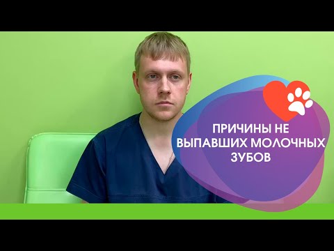 Видео: Нужно ли удалять не выпавшие молочные зубы у собаки
