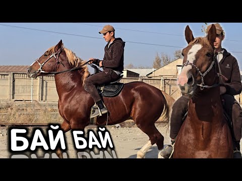 Видео: БАЙ БАЙ БУНГА НИМА ДЕЙСИЗ.. OT SOTILADI.! #Rek #конноеранчо #otbozor #uloq_kokpari #Ot