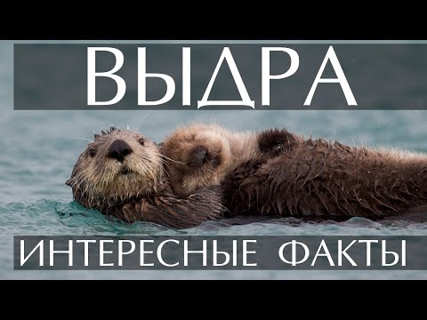 Видео: Выдра - интересные факты (фото, видео)