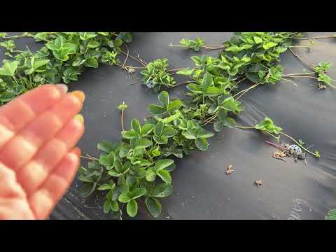 Видео: Фенг Сянг‼️ Потенциал ‼️ Не путайте с другими сортами🤨