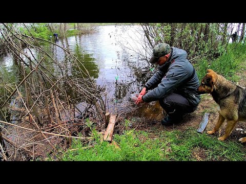 Видео: Рибалка на карася на Дніпрі.